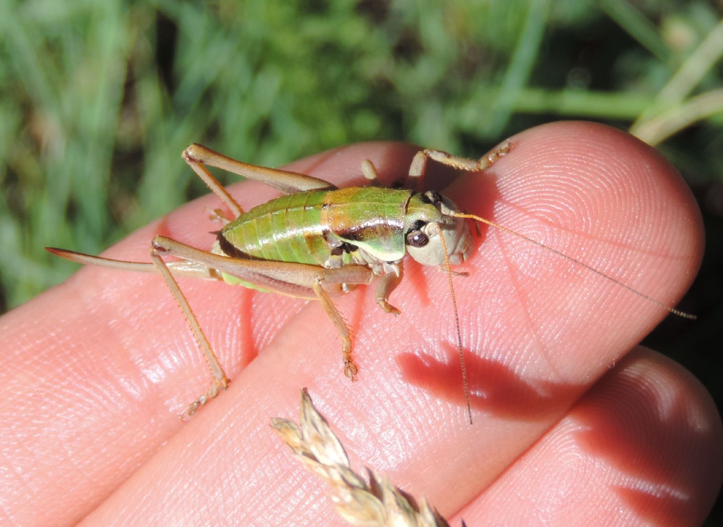 Tettigoniidae: Anonconotus cfr. occidentalis?  S !
