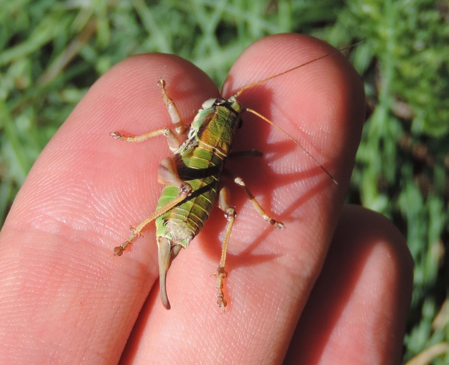 Tettigoniidae: Anonconotus cfr. occidentalis?  S !