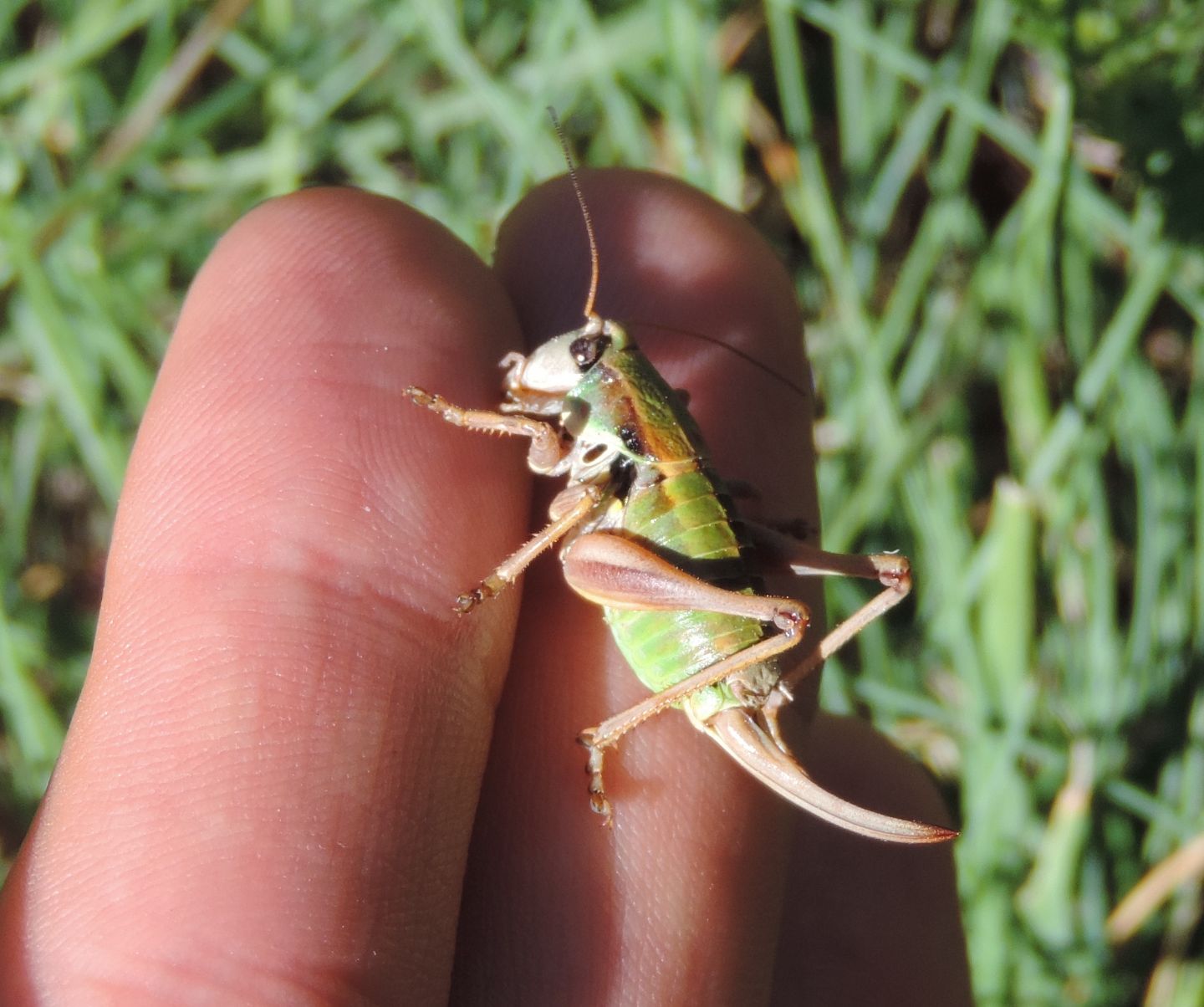 Tettigoniidae: Anonconotus cfr. occidentalis?  S !
