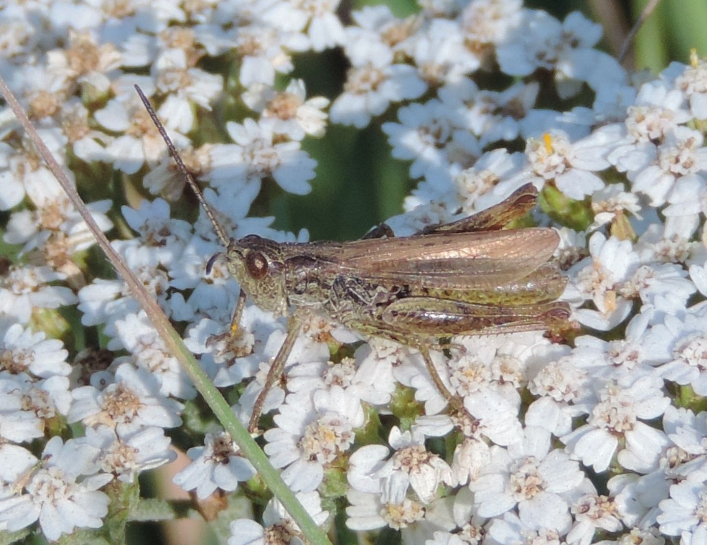 Chorthippus apricarius?  S !