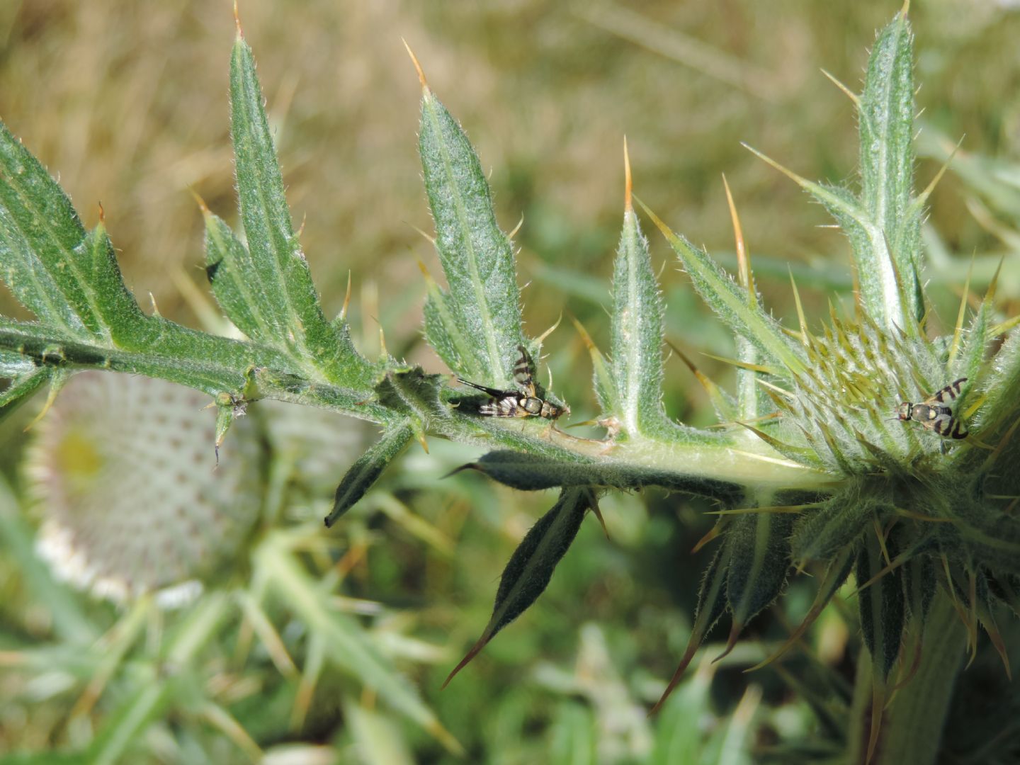 Cirsium?  S, Cirsium cfr. eriophorum