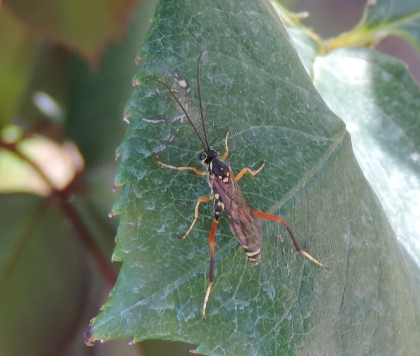 Ichneumonidae: Latibulus argiolus (Ichneumonidae Cryptinae)