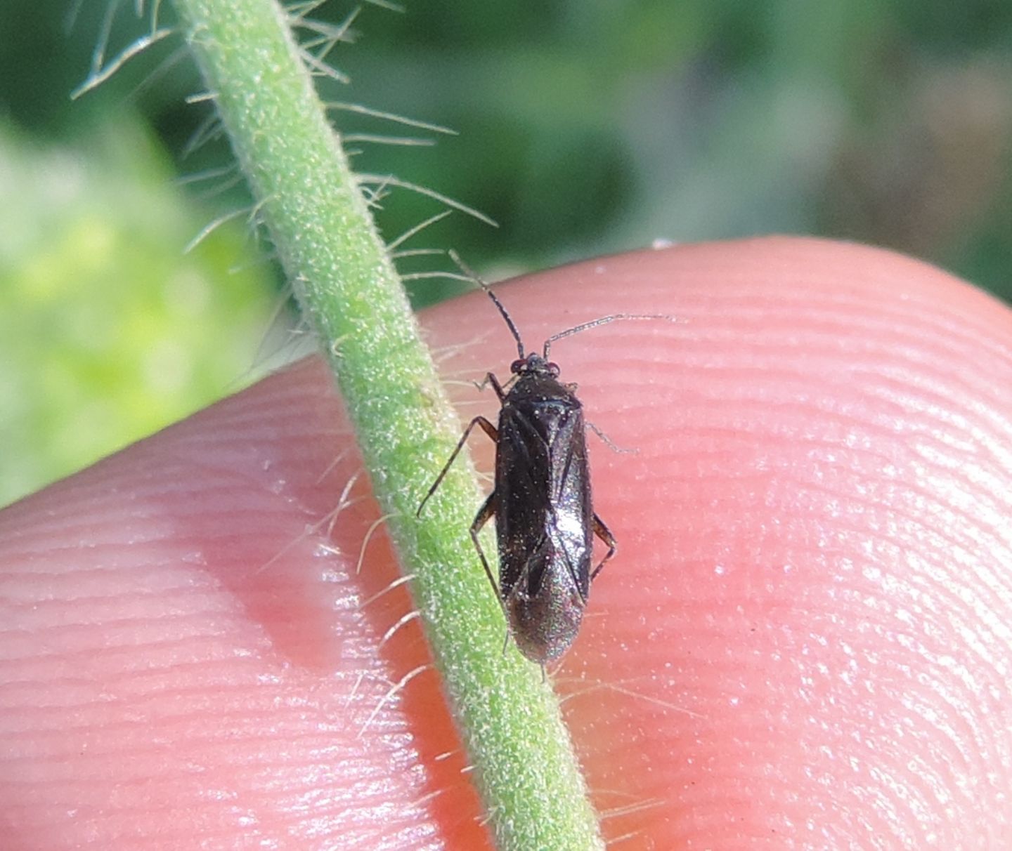 Miridae: Plagiognathus arbustorum