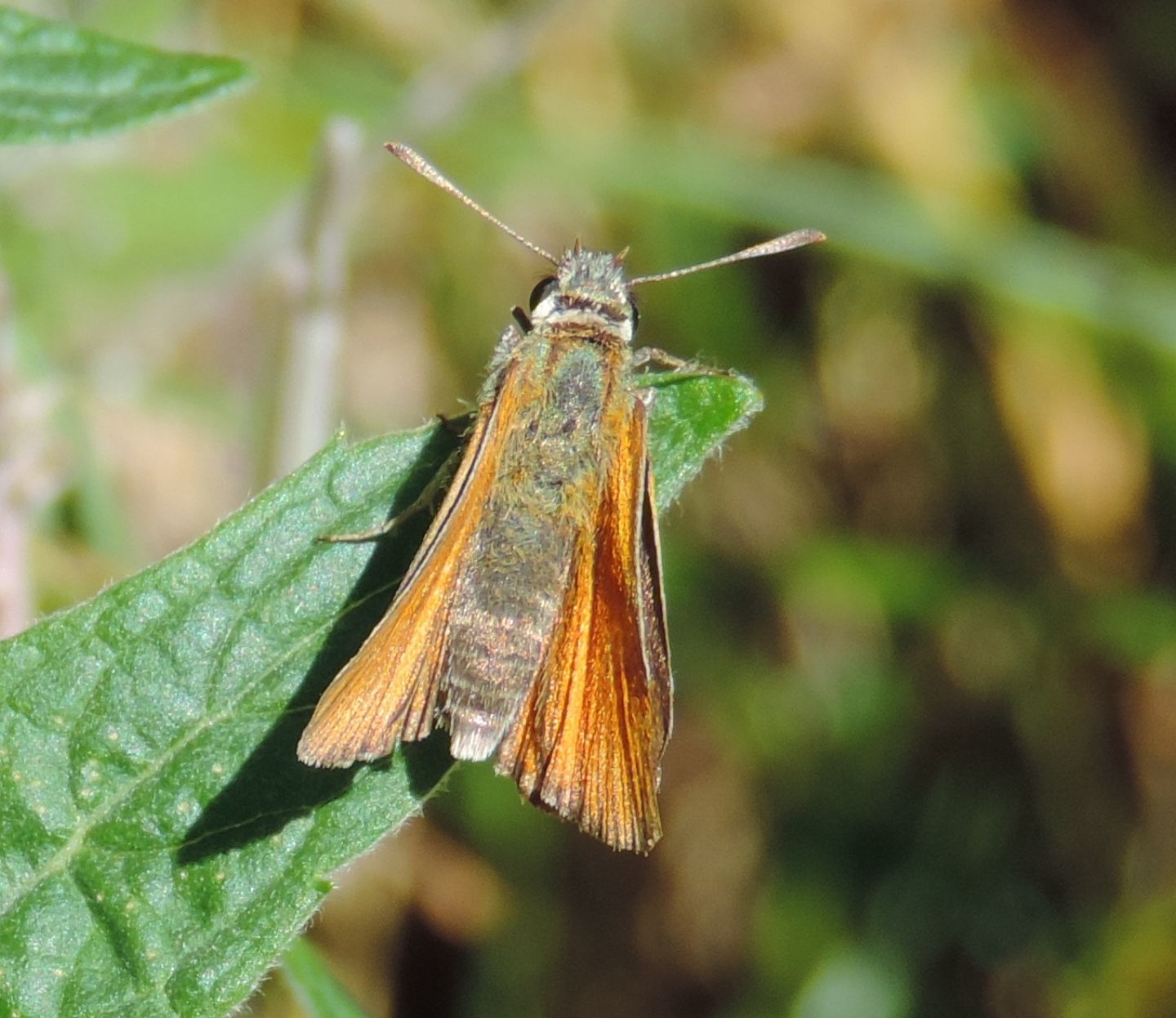 Quale Thymelicus? T. sylvestris, Hesperidae