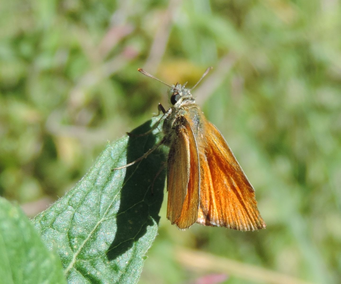 Quale Thymelicus? T. sylvestris, Hesperidae