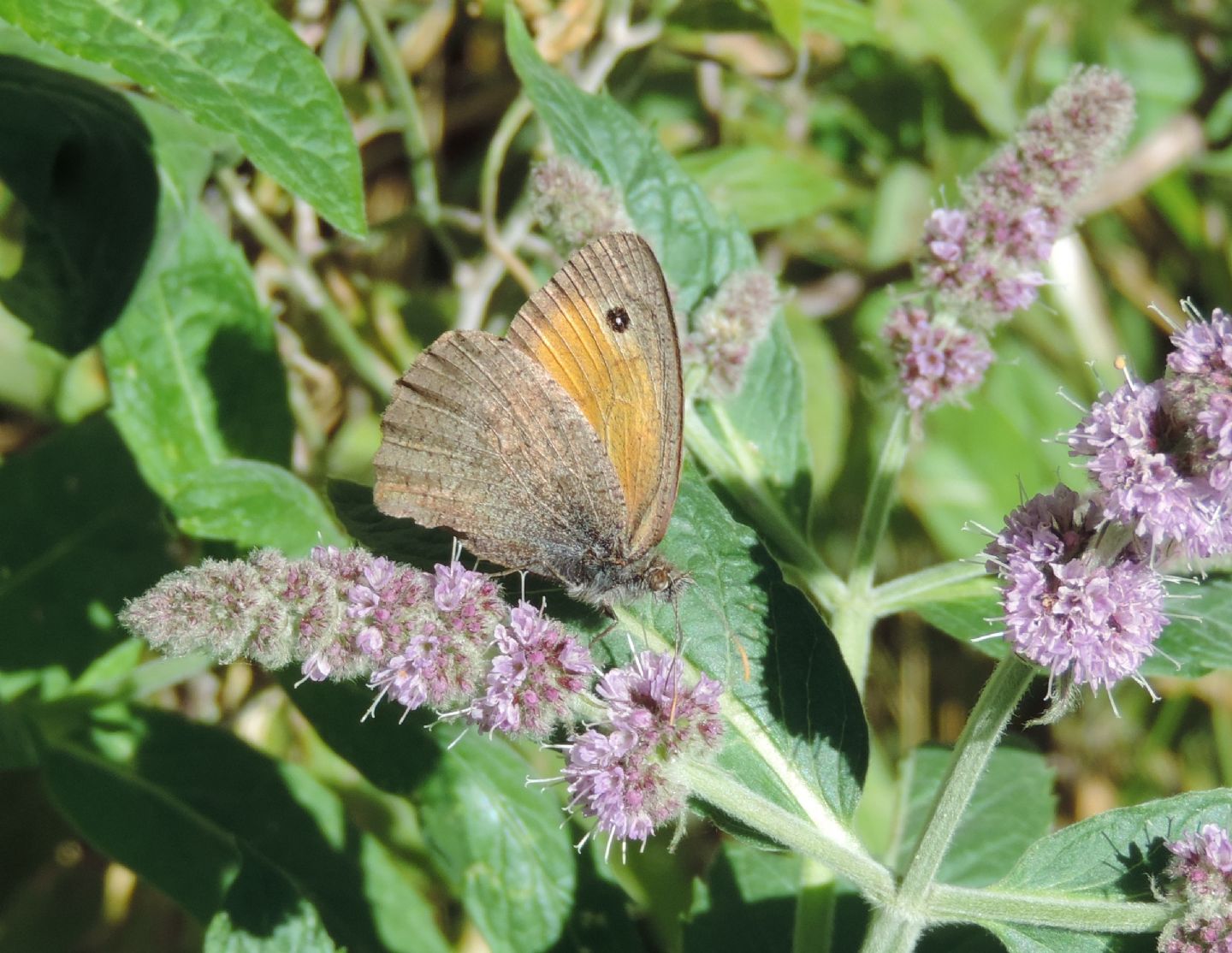 Satyrinae da identificare - Hyponephele lycaon
