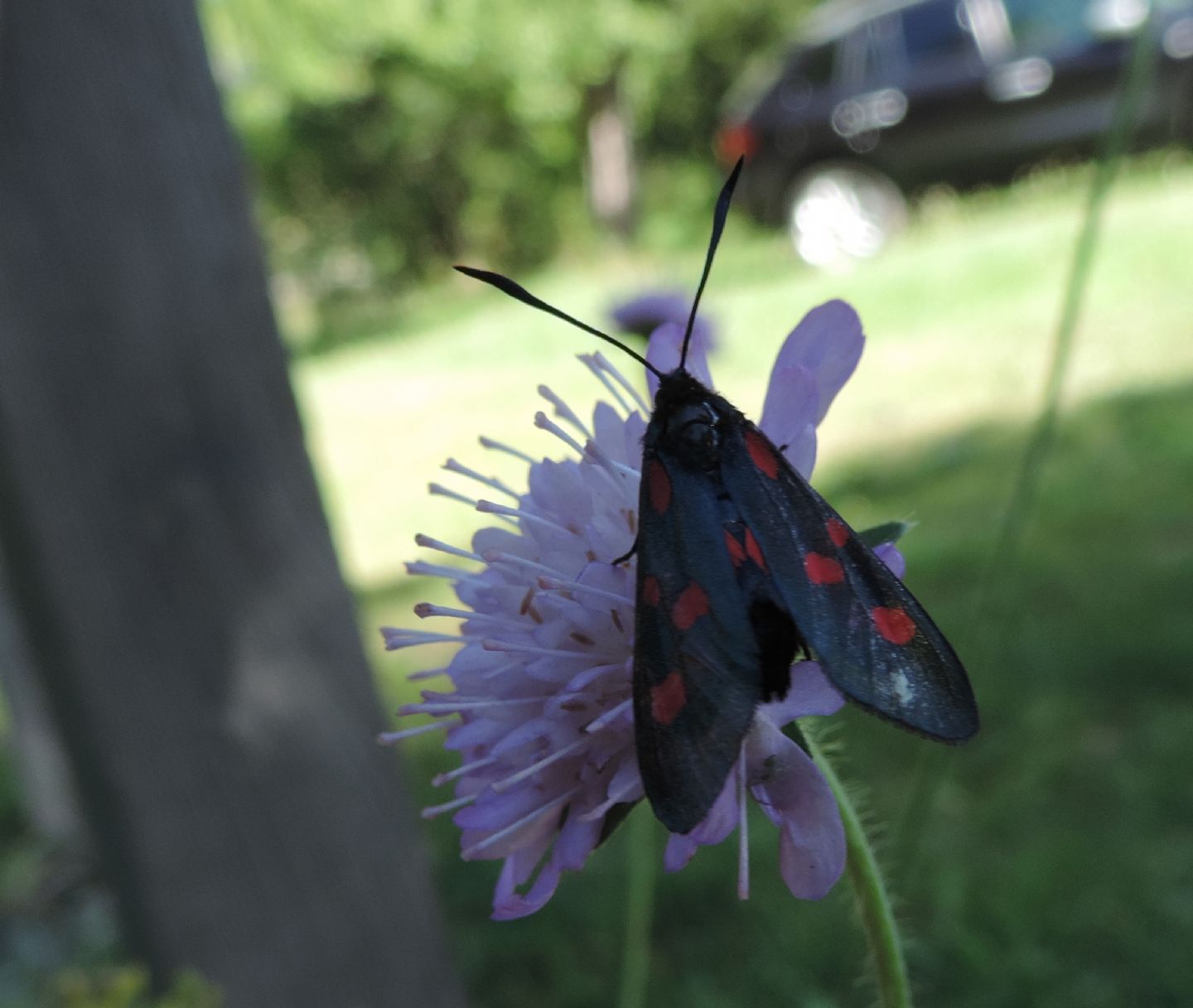 Quale Zygaena? Z. lonicerae