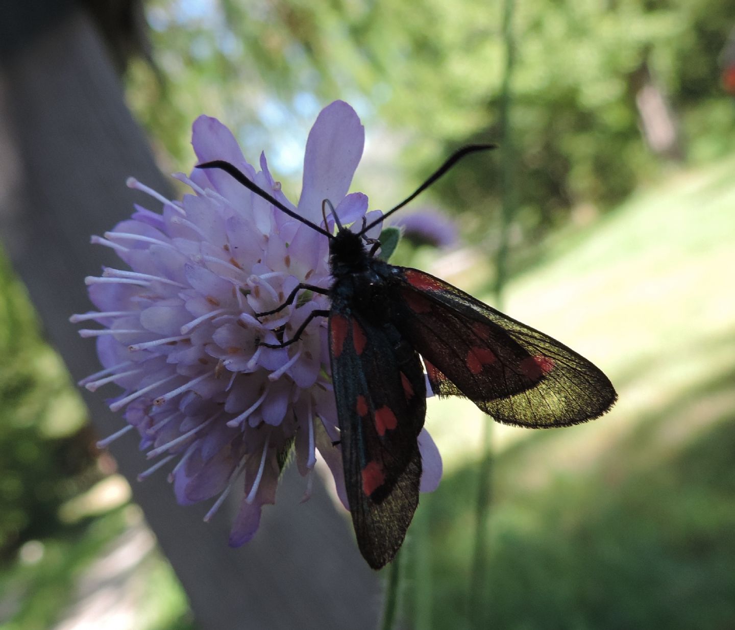 Quale Zygaena? Z. lonicerae