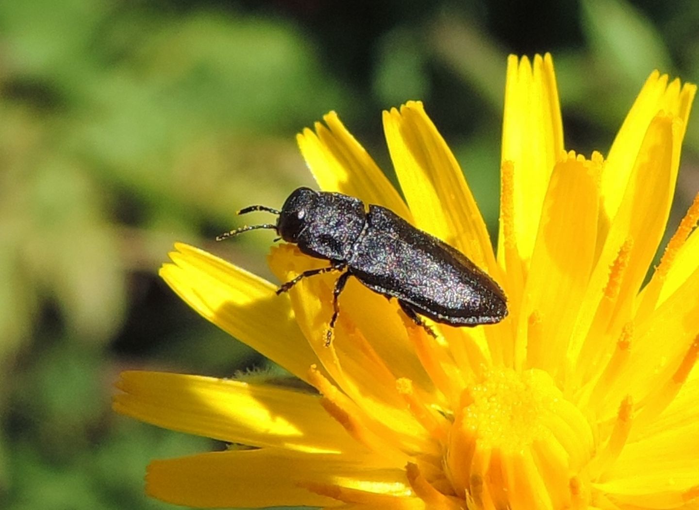 Anthaxia (Melanthaxia) sp.