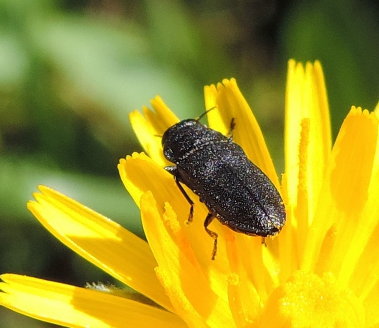 Anthaxia (Melanthaxia) sp.