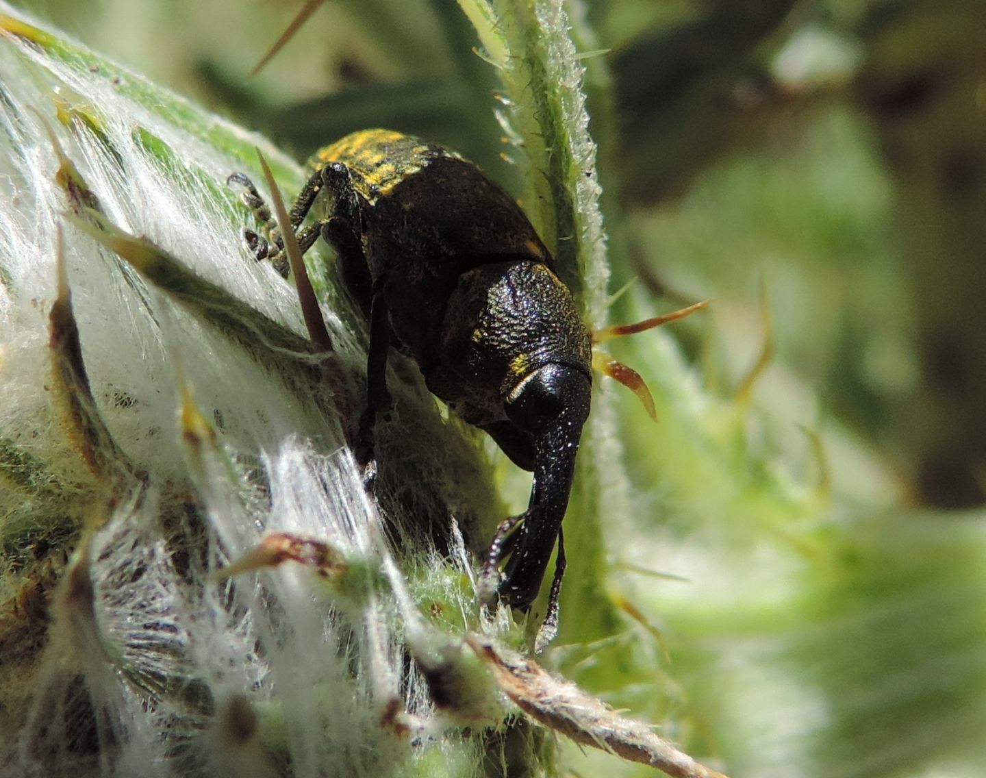 Larinus sturnus? S, femmina