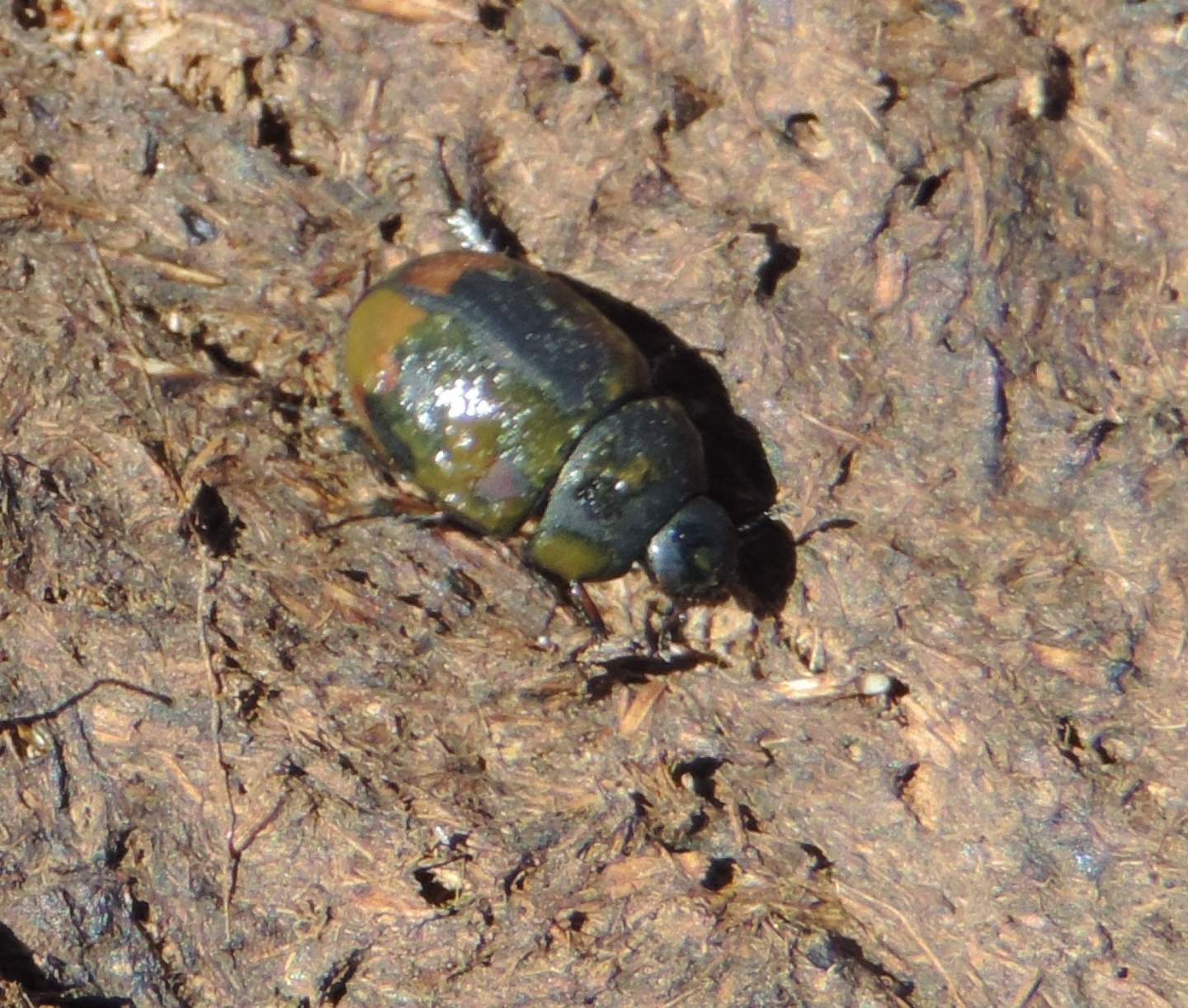Histeridae? No, Hydrophilidae Sphaeridiinae: Sphaeridium scarabaeoides (cfr.)