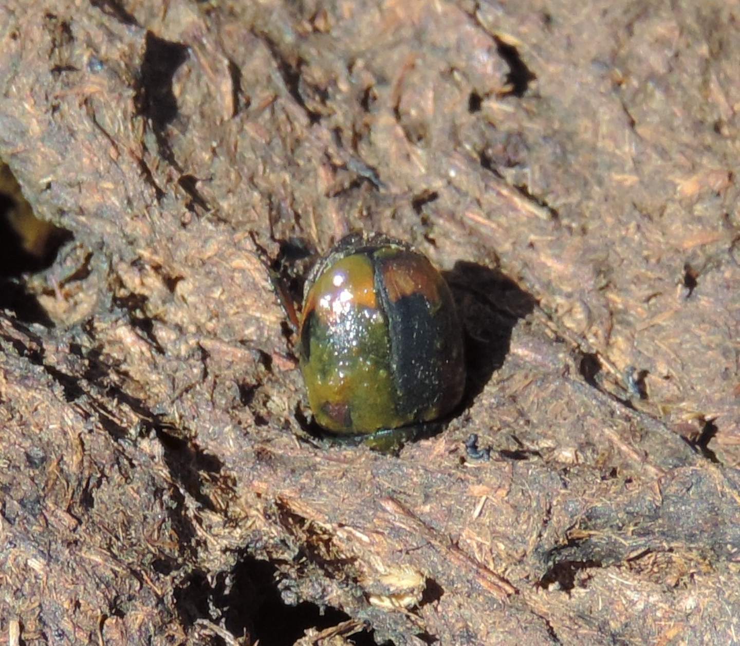 Histeridae? No, Hydrophilidae Sphaeridiinae: Sphaeridium scarabaeoides (cfr.)