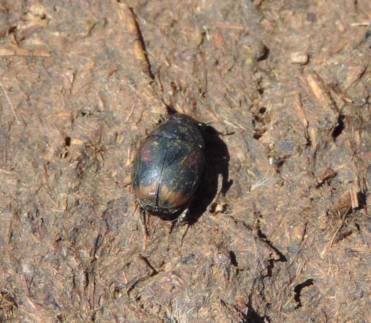 Histeridae? No, Hydrophilidae Sphaeridiinae: Sphaeridium scarabaeoides (cfr.)