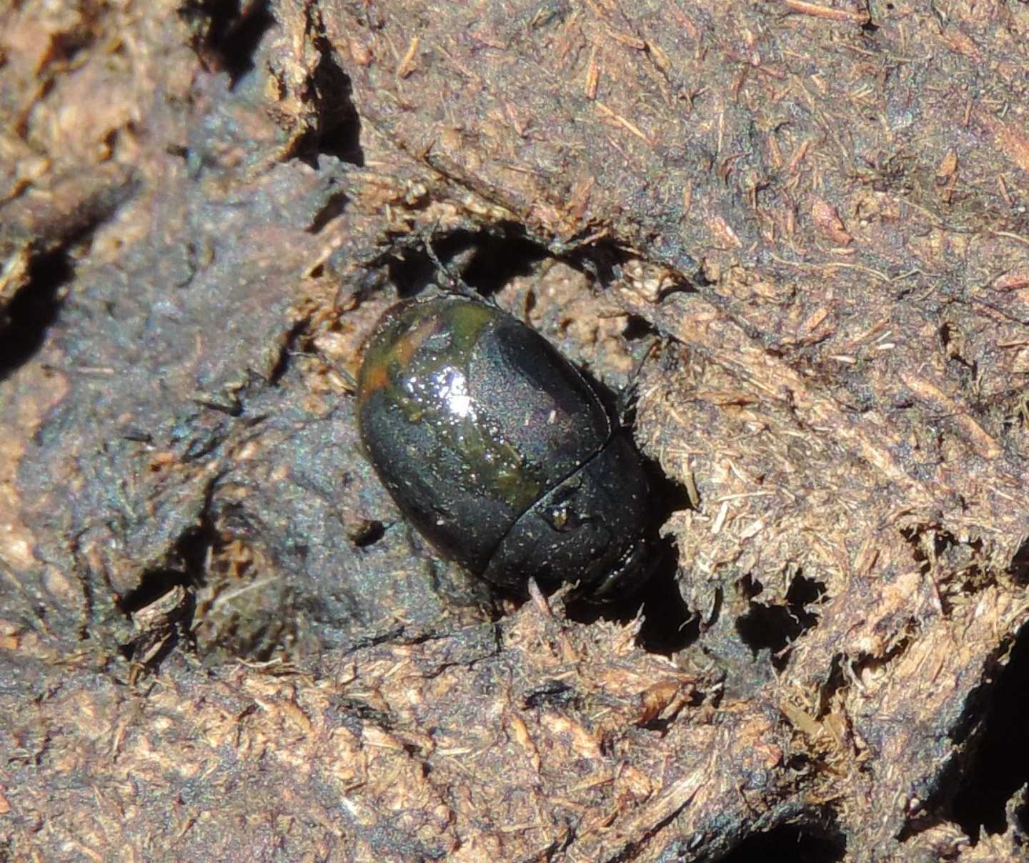 Histeridae? No, Hydrophilidae Sphaeridiinae: Sphaeridium scarabaeoides (cfr.)