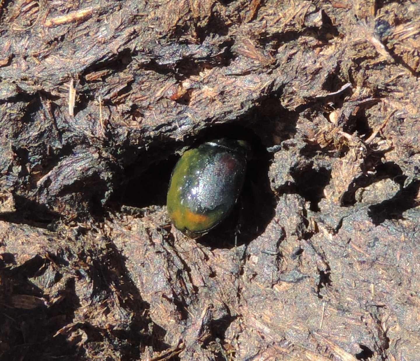Histeridae? No, Hydrophilidae Sphaeridiinae: Sphaeridium scarabaeoides (cfr.)