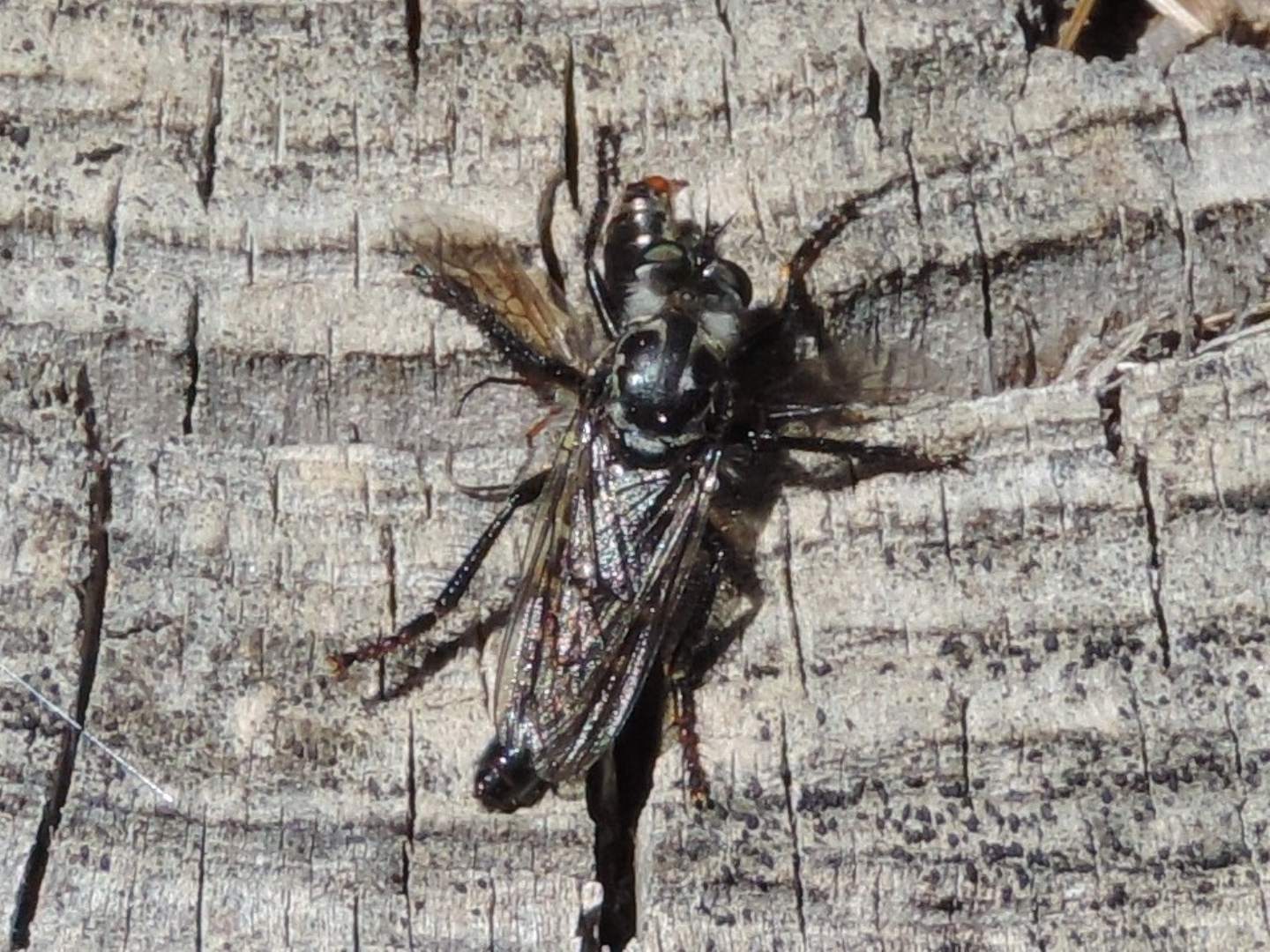 Asilidae da identificare: Cyrtopogon lateralis