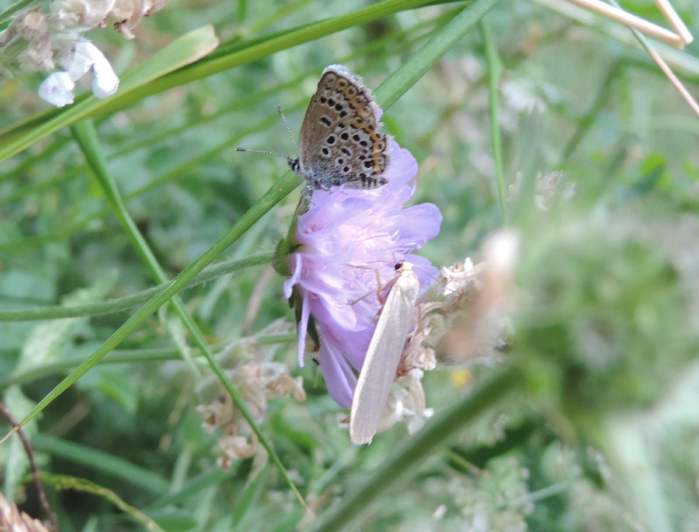 Plebejus sp. (Lycaenidae) ed Eilema cfr. lurideola (Erebidae Arctiinae)