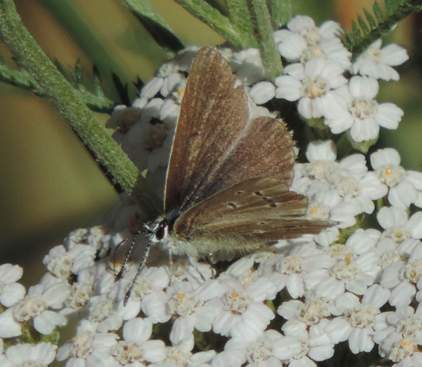 Lycaenidae: Cyaniris semiargus, femmina (cfr.)