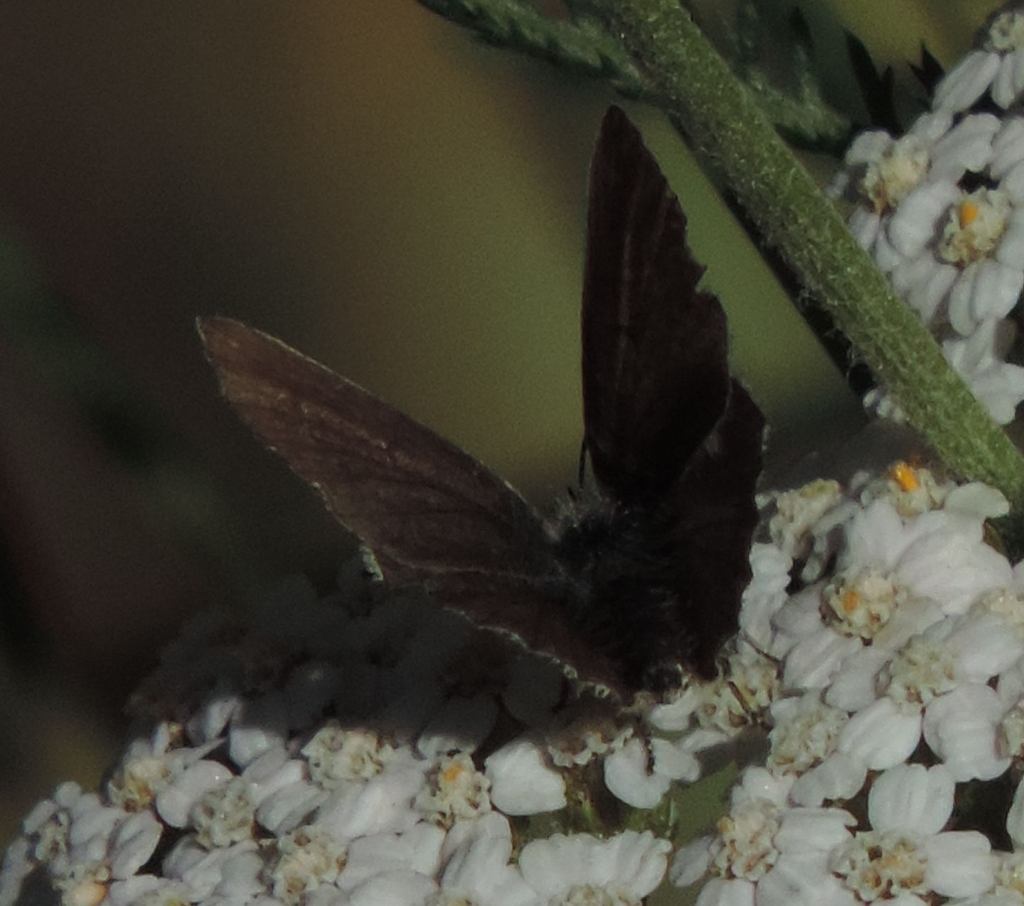 Lycaenidae: Cyaniris semiargus, femmina (cfr.)