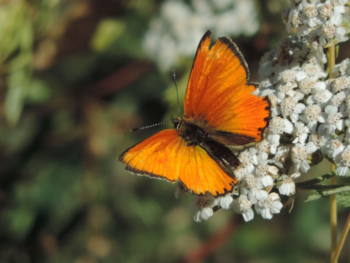 coppia di Lycaena da identificare