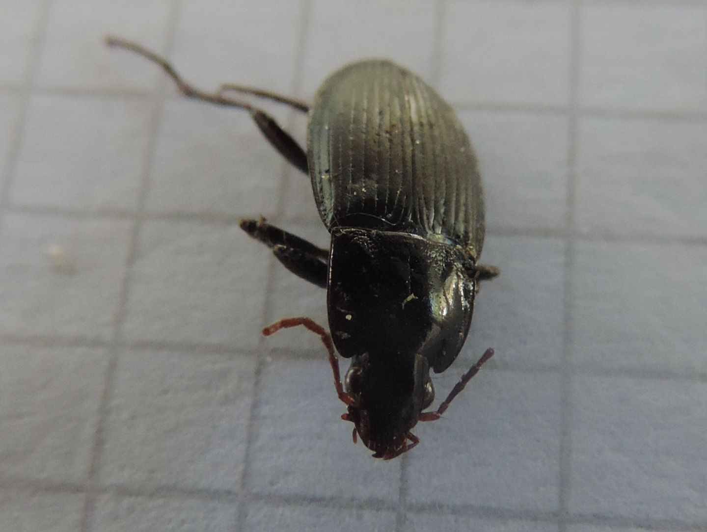 Carabidae: Calathus fuscipes graecus