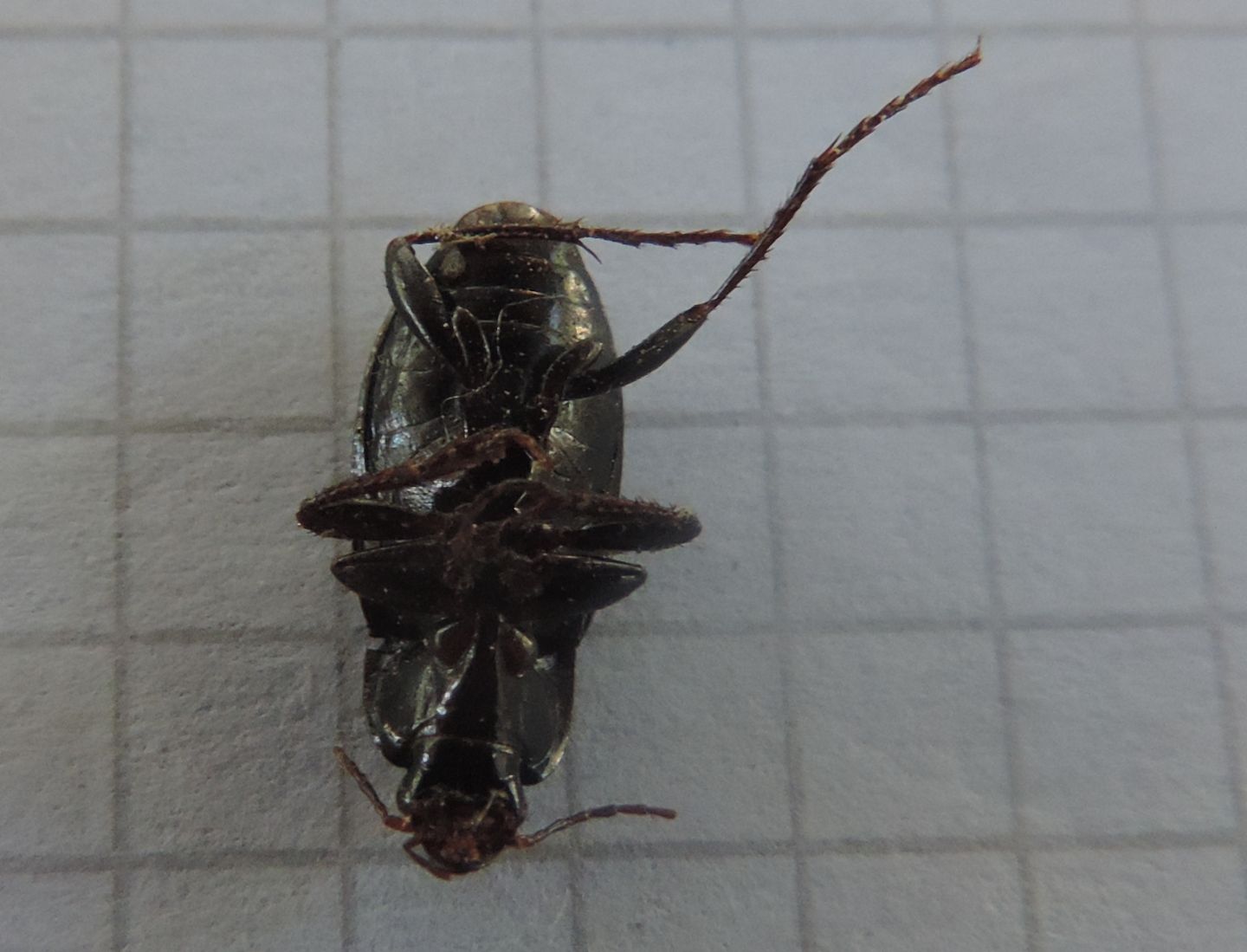 Carabidae: Calathus fuscipes graecus