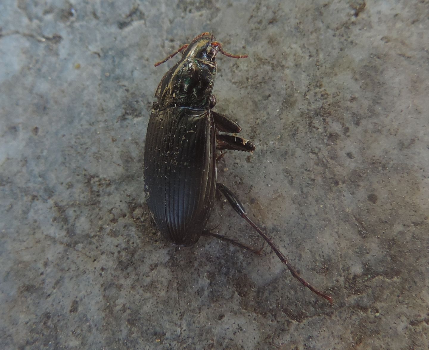Carabidae: Calathus fuscipes graecus