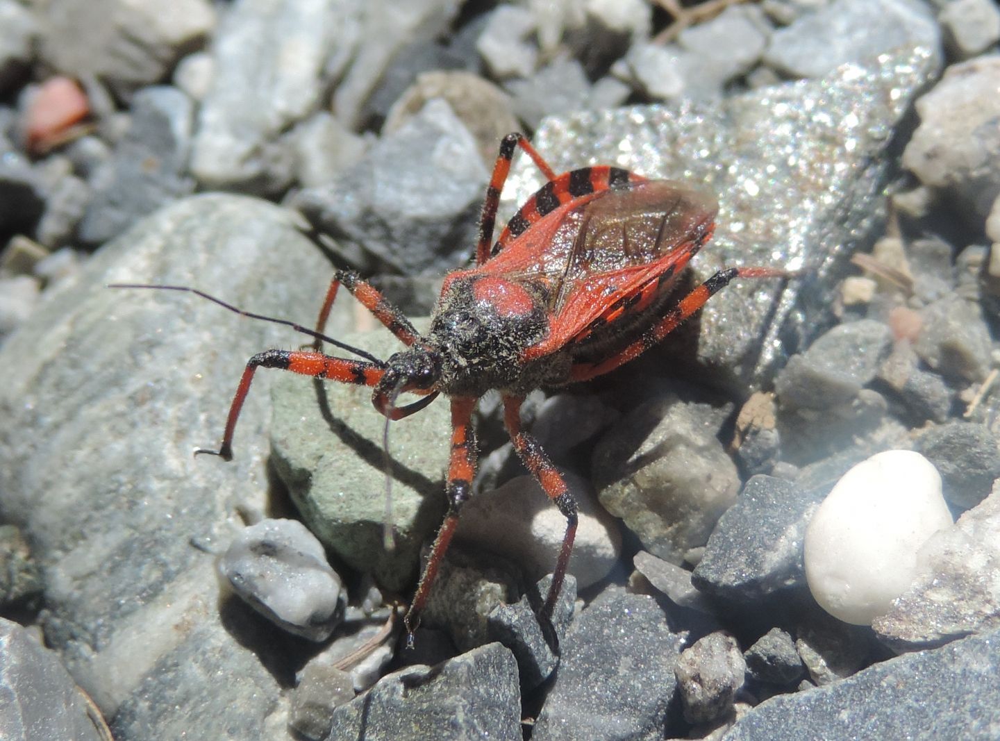 Reduviidae: Quale Rhynocoris? Rhynocoris iracundus