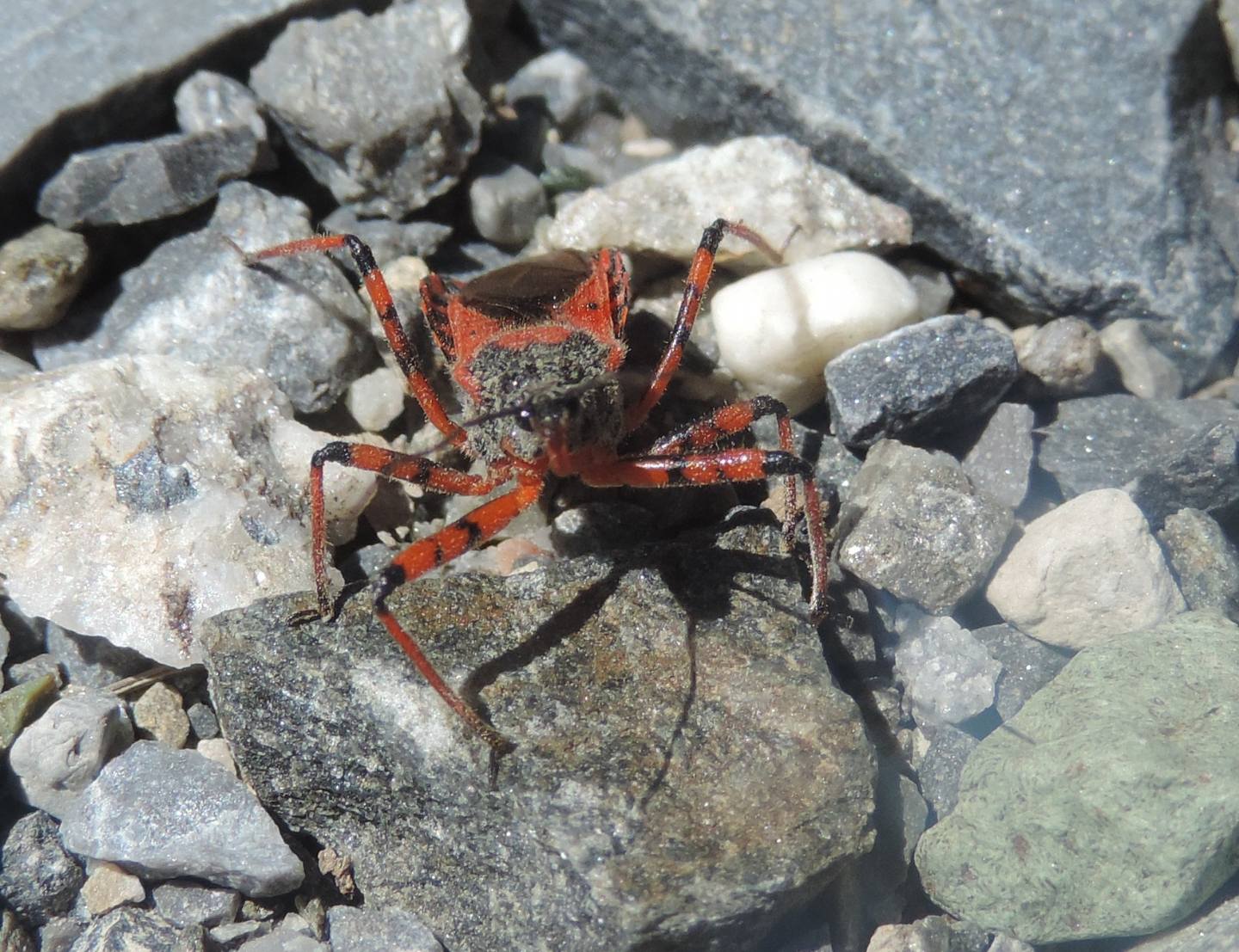 Reduviidae: Quale Rhynocoris? Rhynocoris iracundus