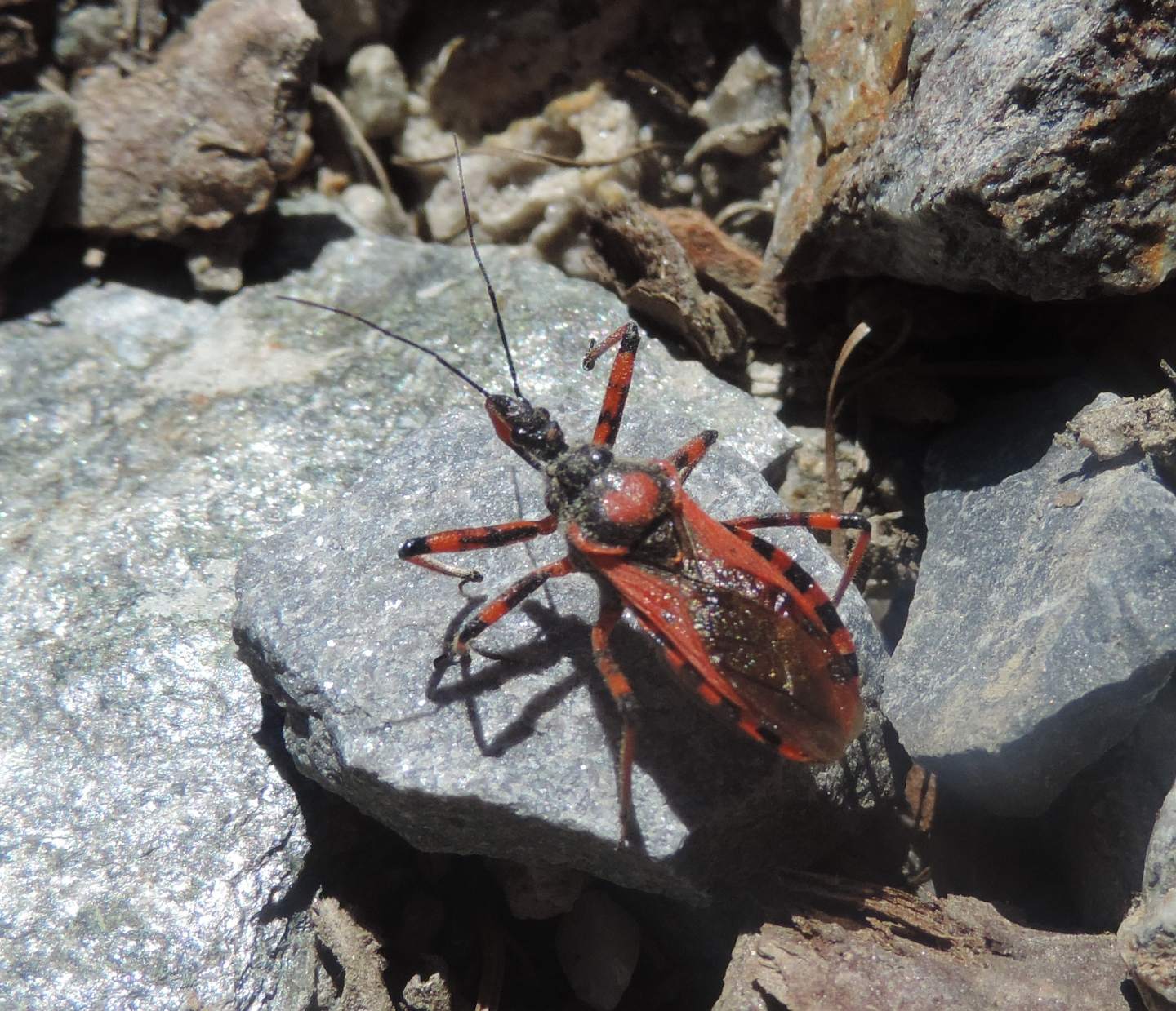 Reduviidae: Quale Rhynocoris? Rhynocoris iracundus