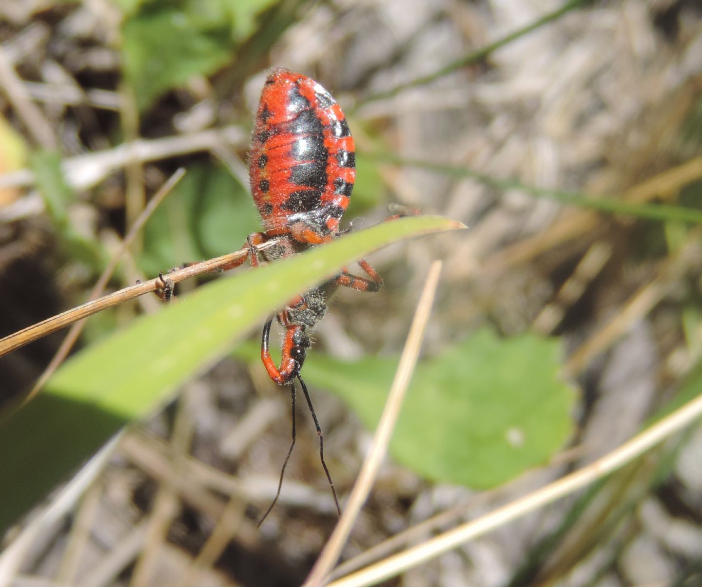 Reduviidae: Quale Rhynocoris? Rhynocoris iracundus