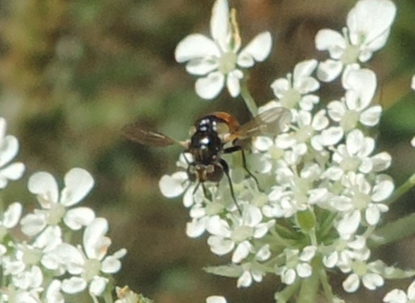 Tachinidae: Gymnosoma sp.