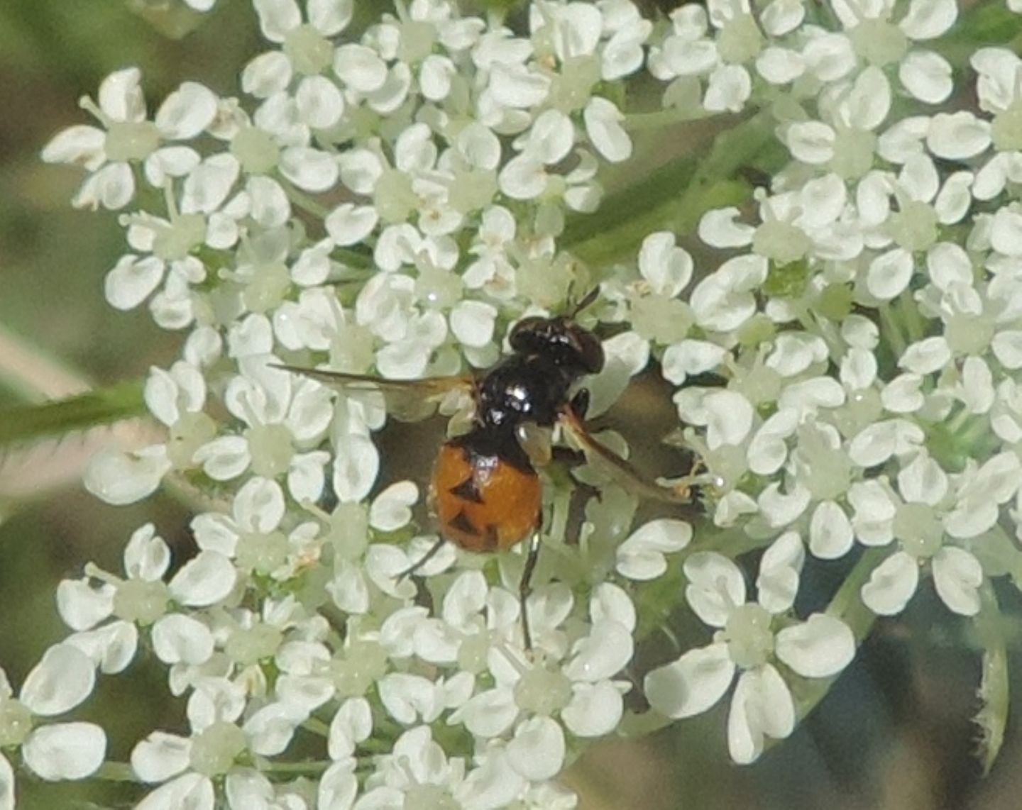 Tachinidae: Gymnosoma sp.