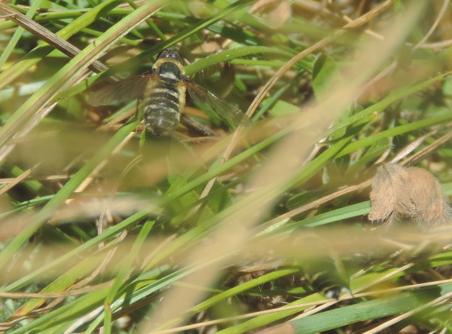 Bombyliidae: Villa sp.?...  Forse...