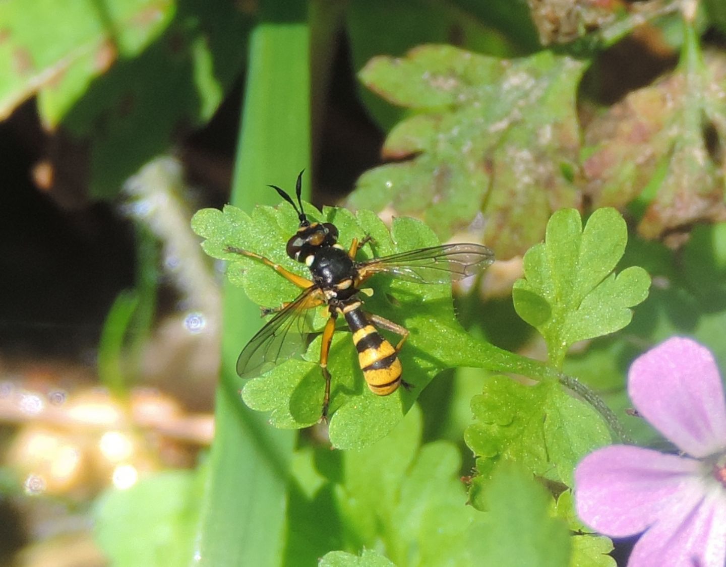 Conopidae: Conops silaceus?  No, Leopoldius  sp.