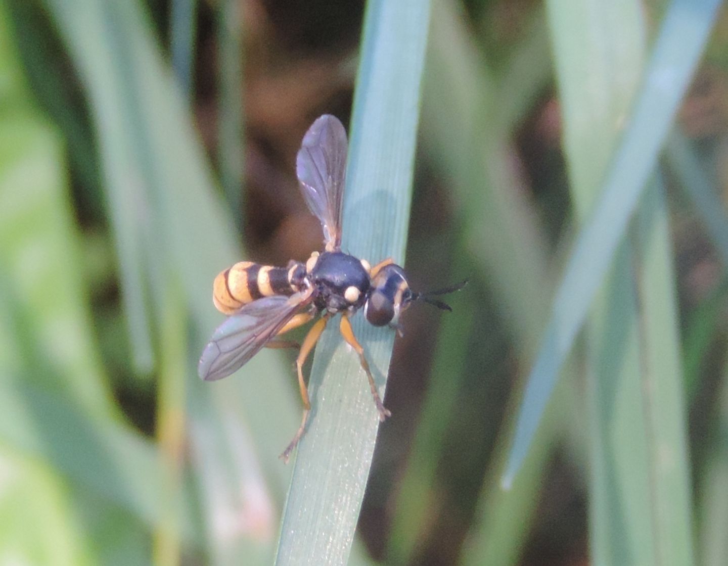 Conopidae: Conops silaceus?  No, Leopoldius  sp.