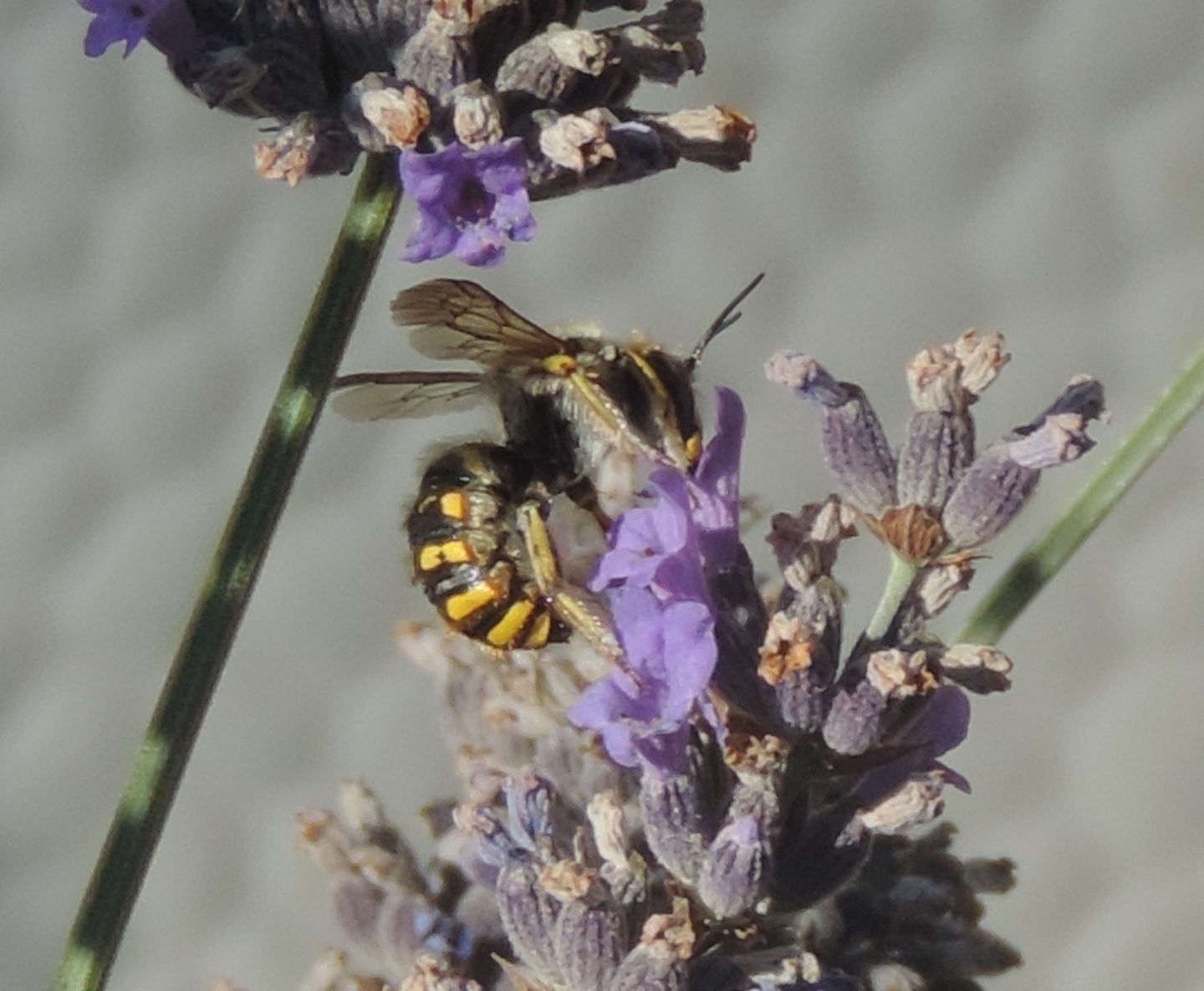 Anthidium manicatum?