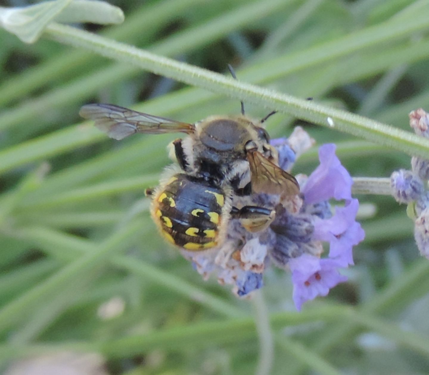 Anthidium manicatum?