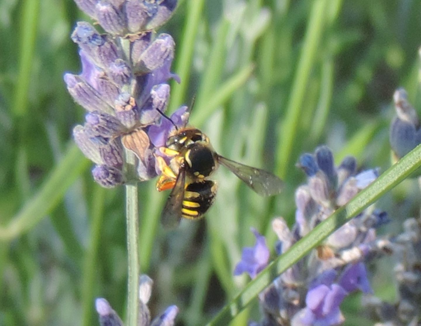 Anthidium manicatum?