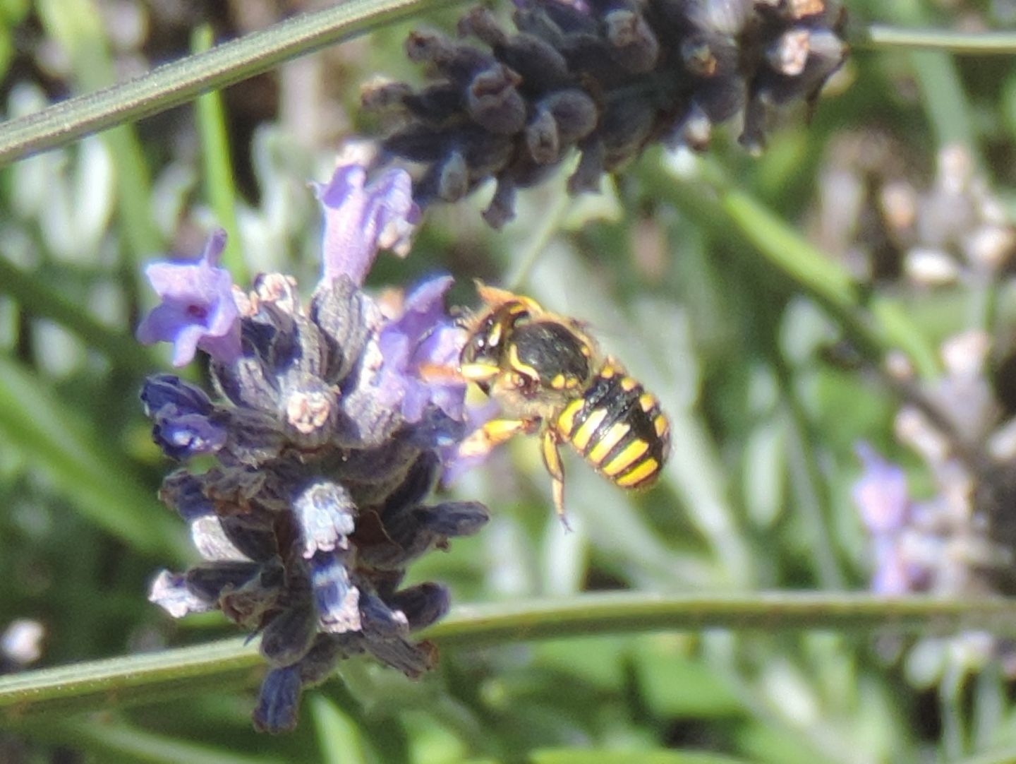 Anthidium manicatum?