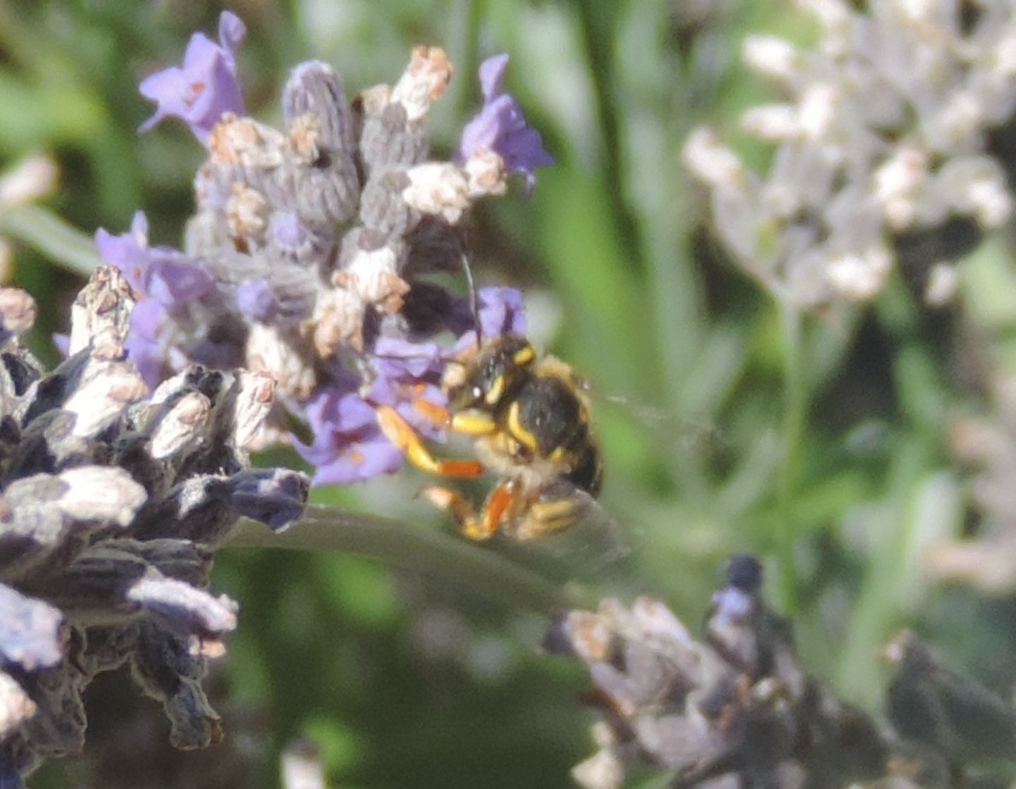 Anthidium manicatum?