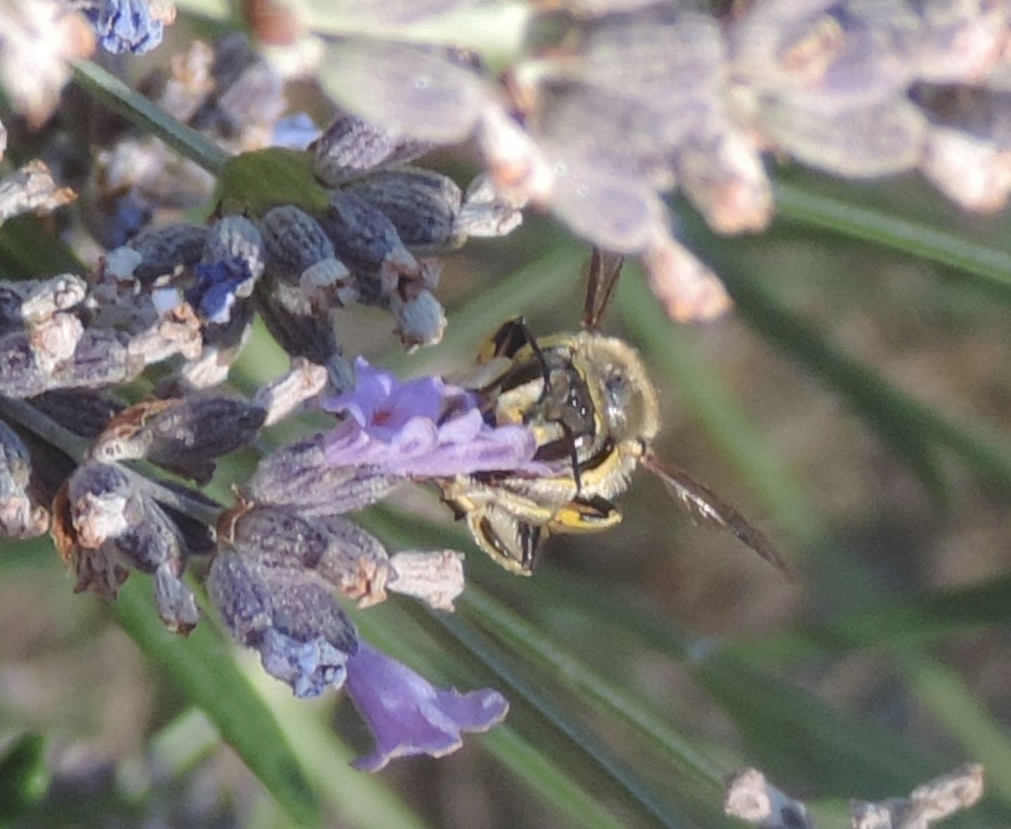 Anthidium manicatum?