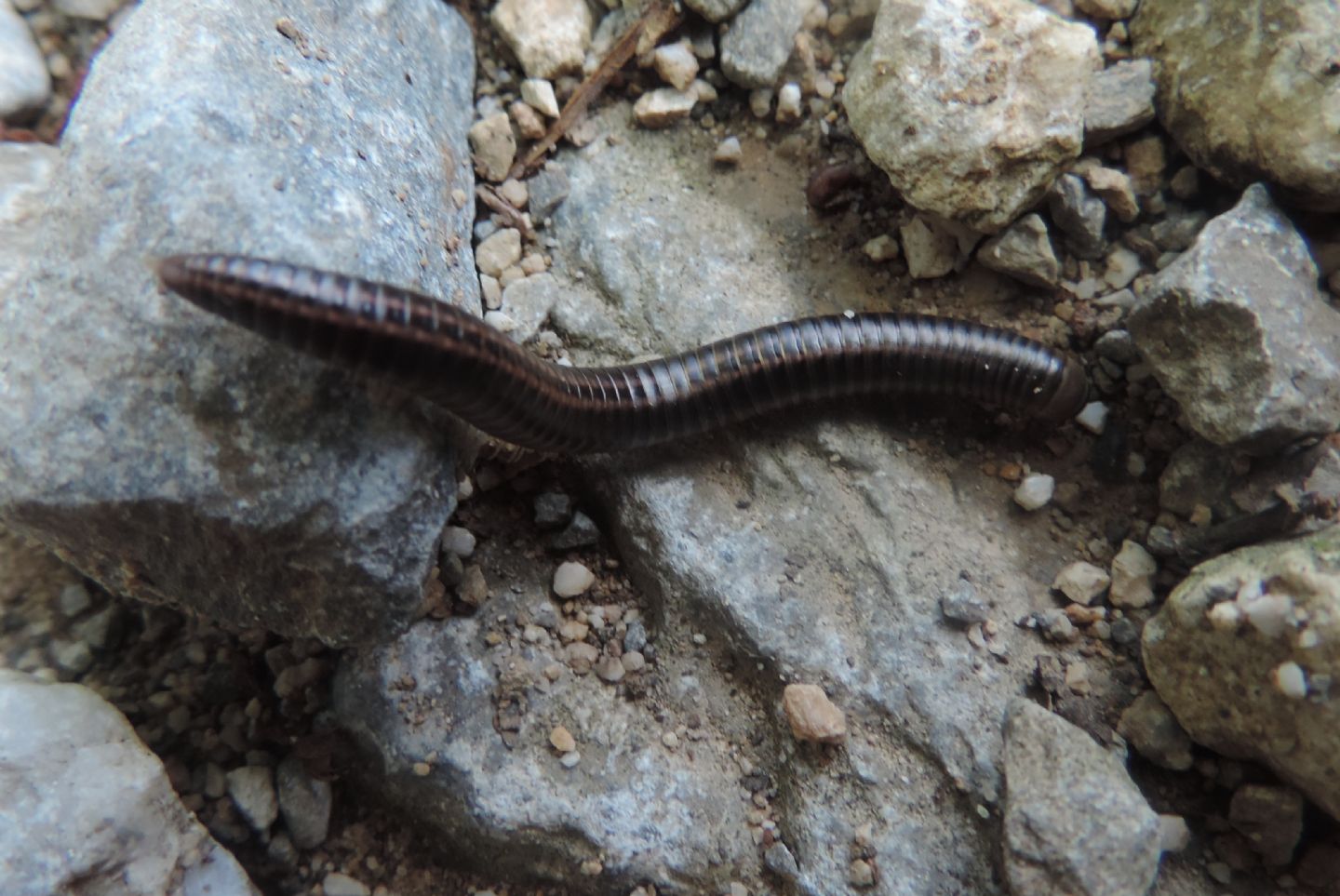 Ommatoiulus sabulosus (Julidae)