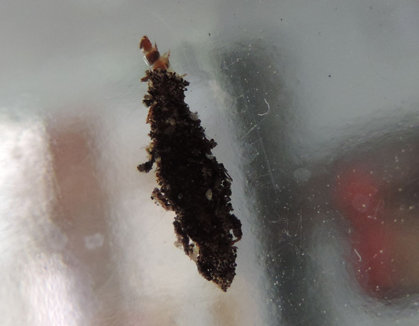 larva di Psychidae ( con strano astuccio) ?  S, cfr.  Dahlica sp.