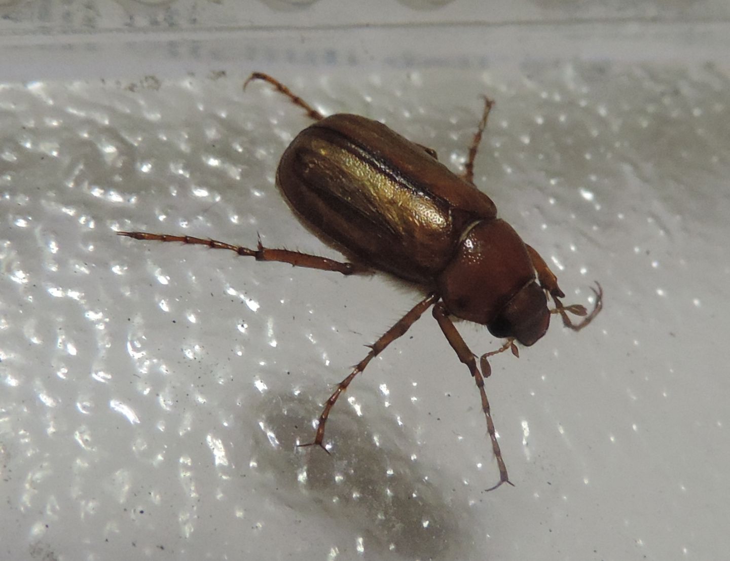 Melolonthidae: Amadotrogus sp.