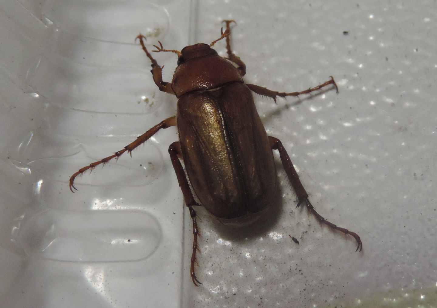 Melolonthidae: Amadotrogus sp.