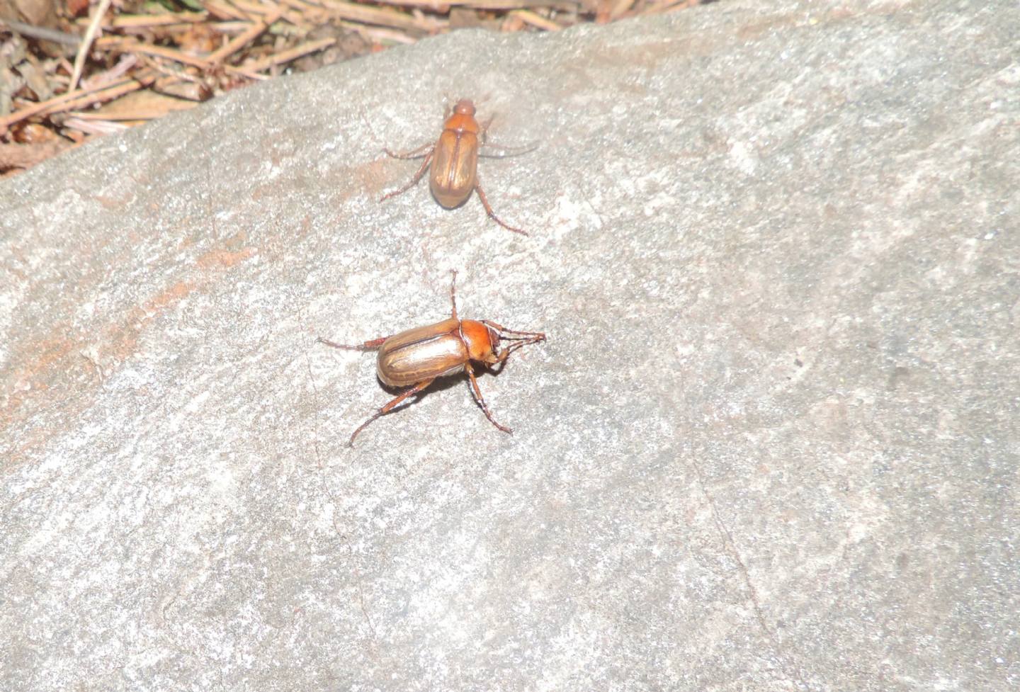 Melolonthidae: Amadotrogus sp.