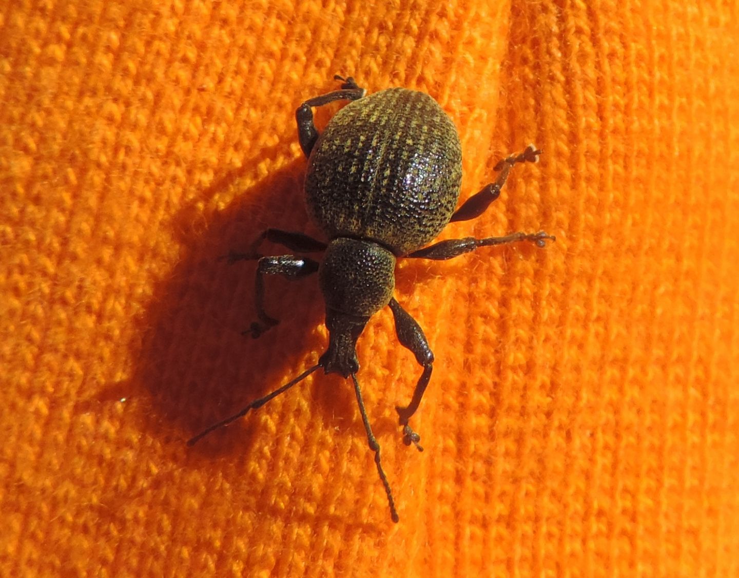 Otiorhynchus pseudonothus?  S !