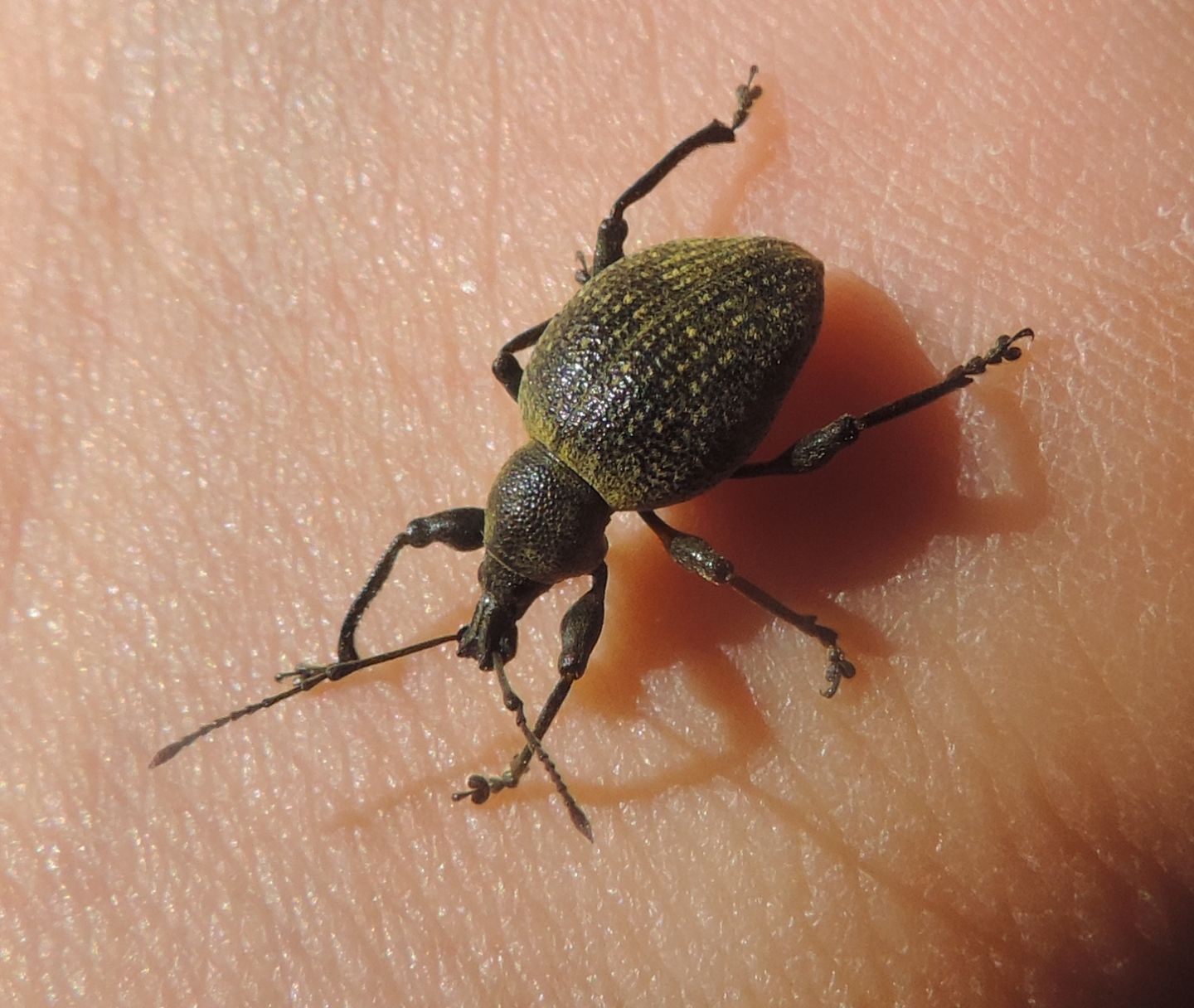 Otiorhynchus pseudonothus?  S !